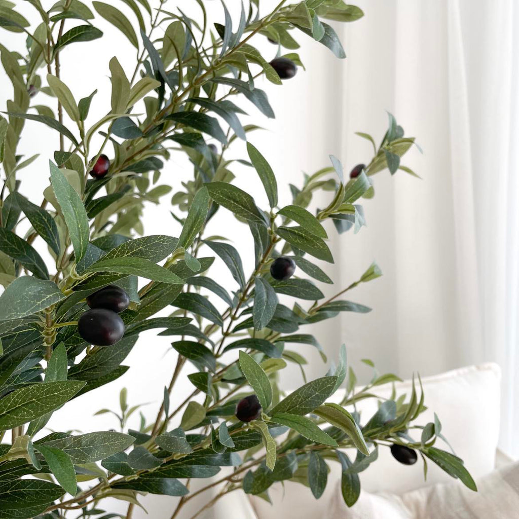 Double trunk Olive Tree - PRE ORDER
