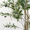 Double trunk Olive Tree