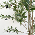 Double trunk Olive Tree