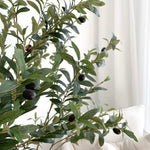 Double trunk Olive Tree