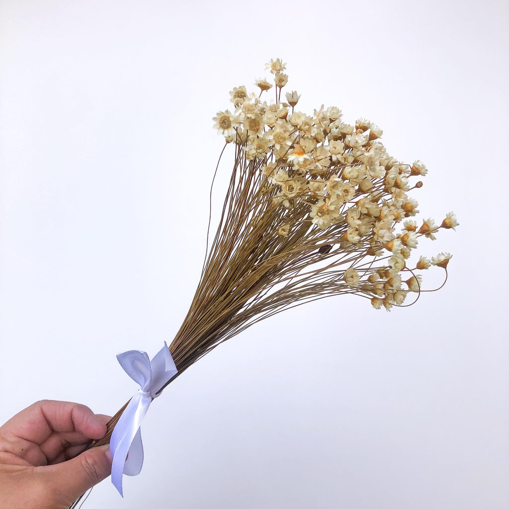 Star Flowers - neutral