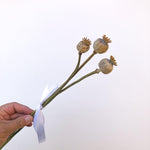Poppy Heads